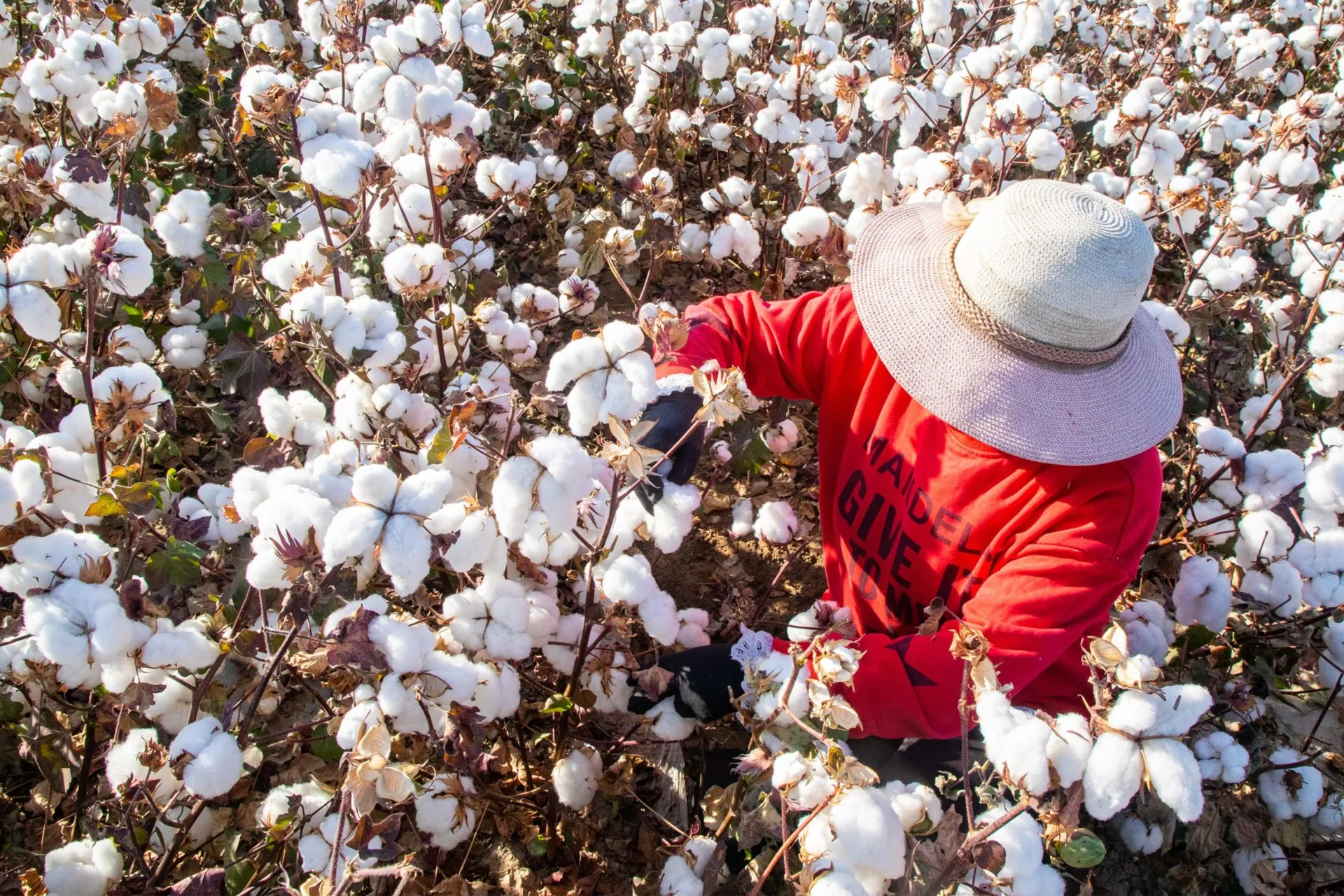 Coercive Labor in Xinjiang: Labor Transfer and the Mobilization of Ethnic Minorities to Pick Cotton
