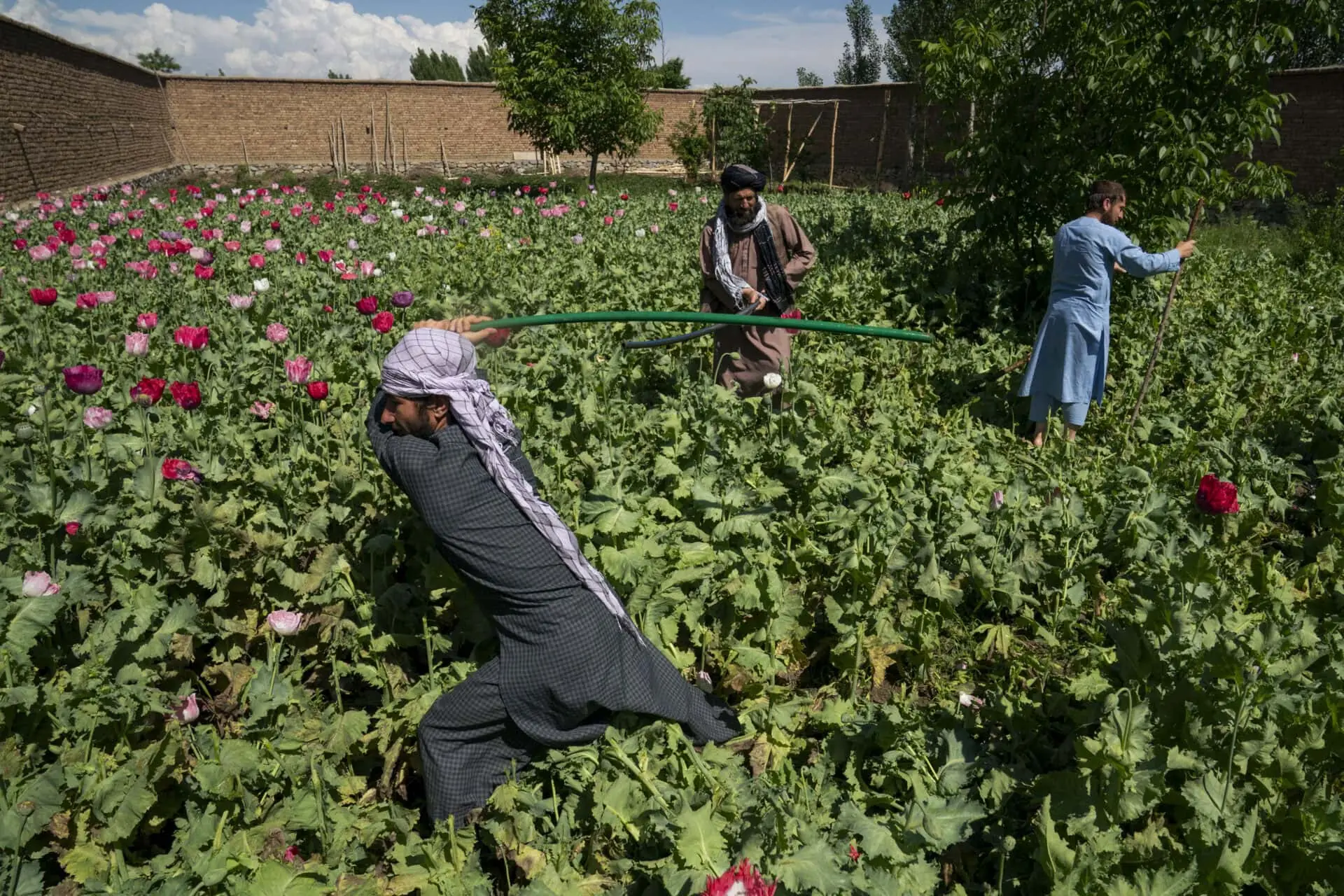 taliban opium ban and climate change
