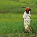 Ethiopian Woman carry baby on back in green fields.